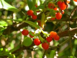 Image: D. Glenny © Landcare Research 2014 